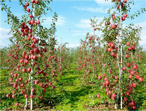 Ngất ng&acirc;y đường t&aacute;o Lệ Giang